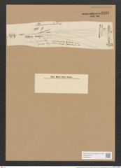 Berkeleya pumila (Ag.) Grun. (de-Toni-Nr.: Genus 21, Species 1214) Zeichnungen Sammlung Grunow Nr. 2336 (NHMW-BOT-W0369465)